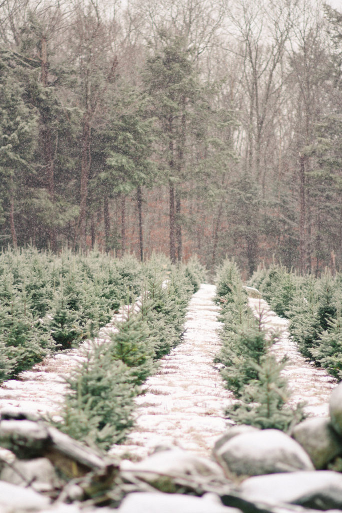 Christmas Tree Farm