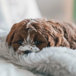 Dressing for my dog